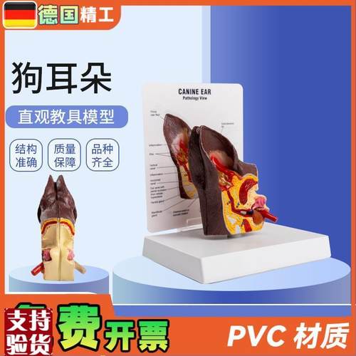 德国】医院教学展示用品礼品y动物解剖解剖模型犬科宠物狗耳朵