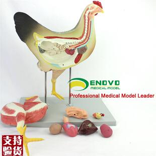 ENOVO颐诺鸡解剖模型牧器官内脏肌肉神经N家禽畜兽医学习动物解剖