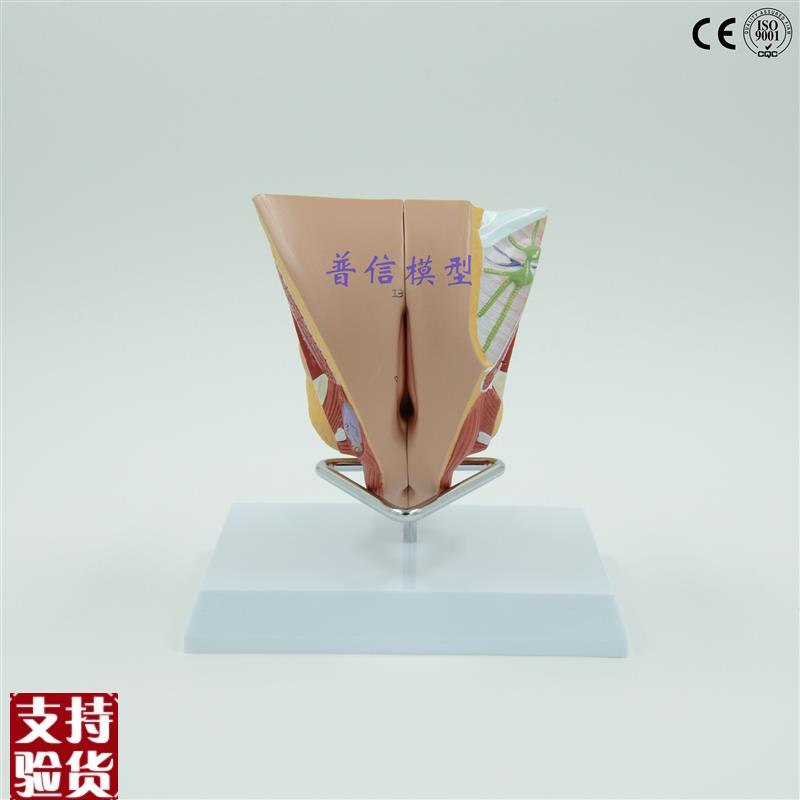 普信女性内外生殖器系统模型睾D丸模型计划生育用品子宫模型
