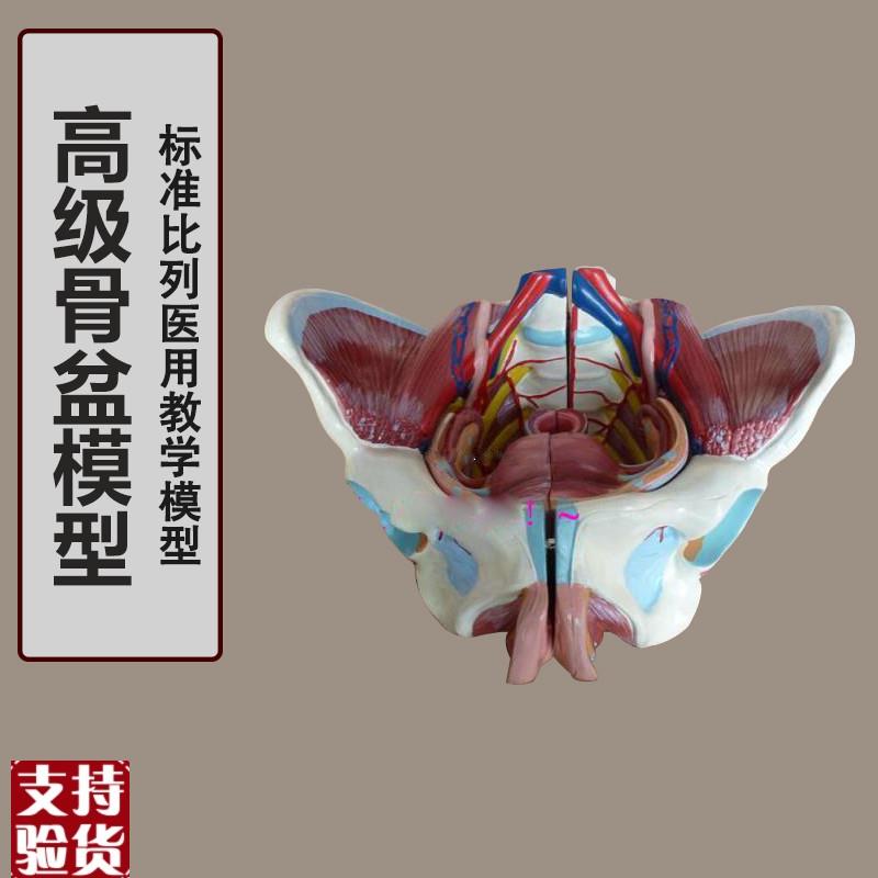 女性骨盆附盆底肌l和神经模型女性骨盆模型韧带神经肌肉盆骨模型