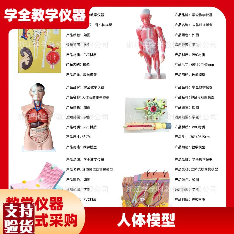 人体模型生物模型初高中生u物实验器材中学生物教学教学模型展示