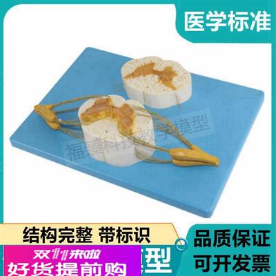 脊髓模型脊神经中枢神经元胞体突触放大反射弧传导模式脑皮层功能