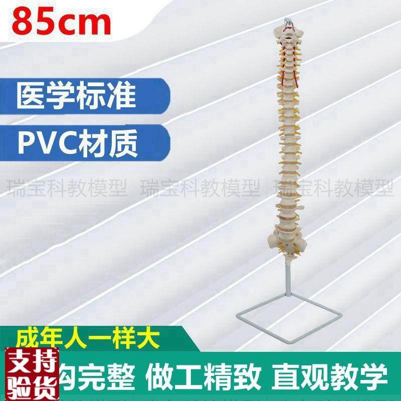 人体脊柱模型7节颈椎12节胸椎5节腰椎自L然弯曲正骨指压中医专用