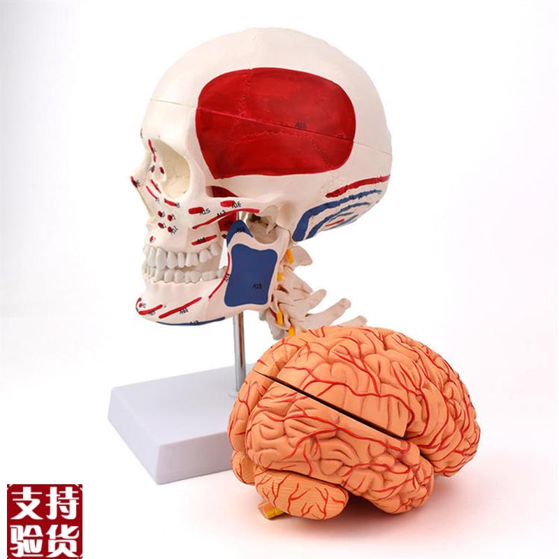 ENOVO颐诺人体头颅骨脑动脉解剖结H构模型头骨模型脑血管脑结构