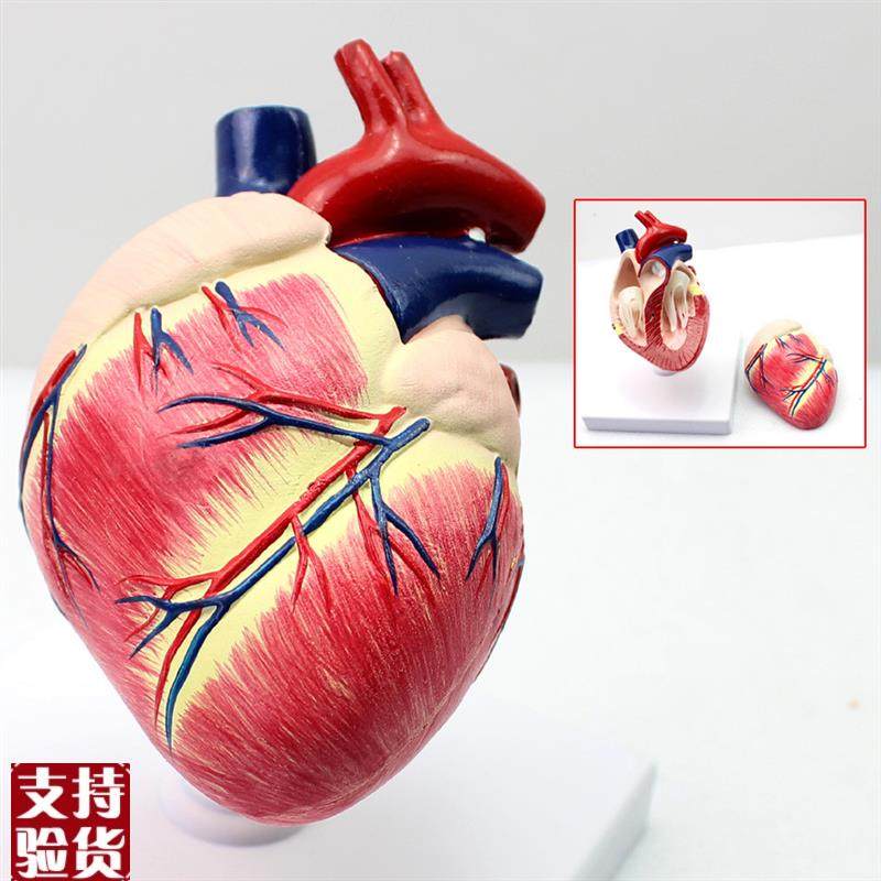 ENOVO颐诺医学畜牧学狗心z脏模狗解剖器官兽动物解剖宠物模型