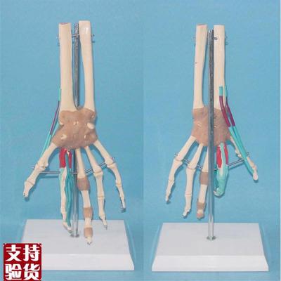 包邮1:1手关节血管功能节骨A骼模型骨骼骨架模型医用教学模型