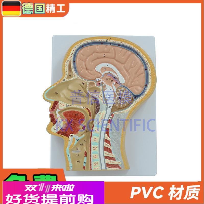 德国】PNT-1630 头中切模型 人脑头剖面鼻腔 解剖医学教用大脑构