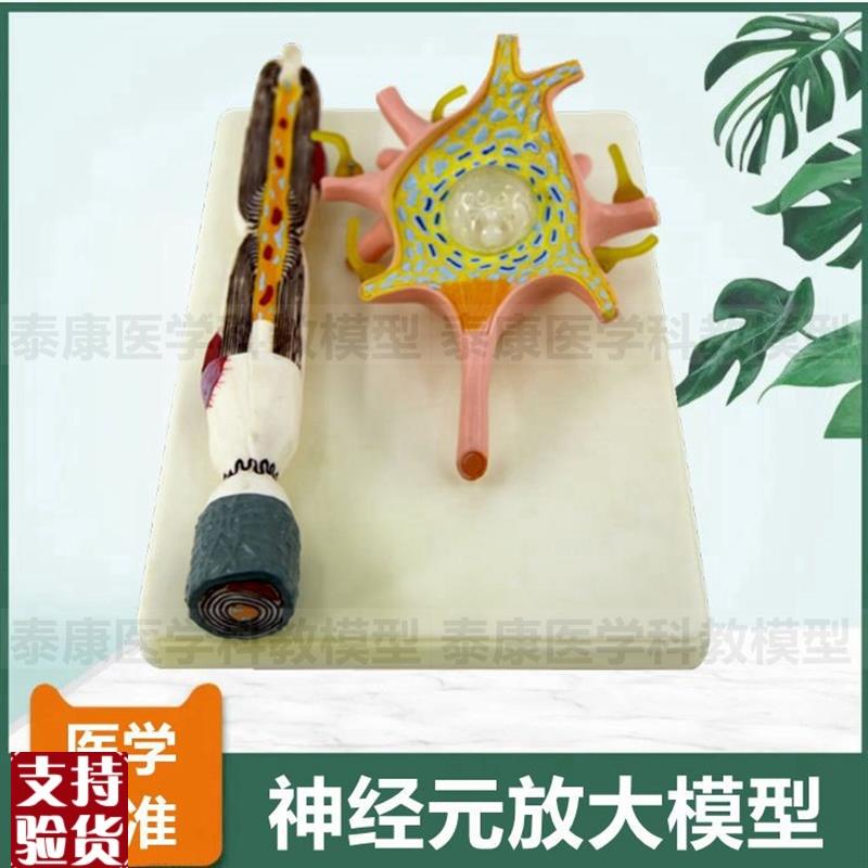 神经元模型神经细k胞人体神经微细结构髓鞘胞体细胞核医用教具
