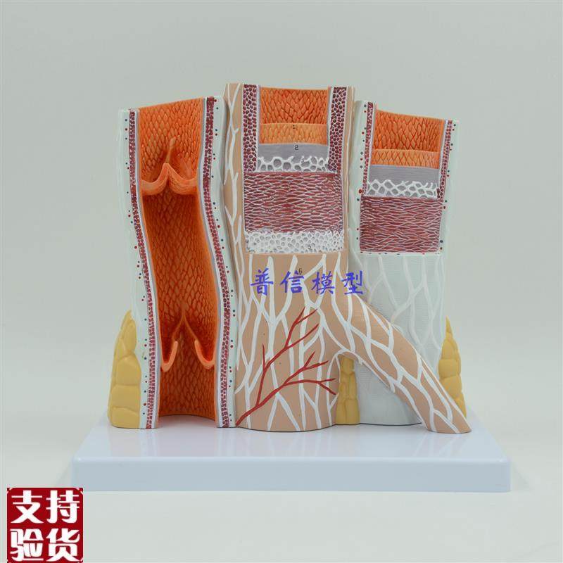 动静脉模型血管k模型动脉静脉模型教医用血管解剖模型,文具电教/文化用品/商务用品,教学标本/模型,淘宝优惠券,粉丝福利购,淘宝优惠卷