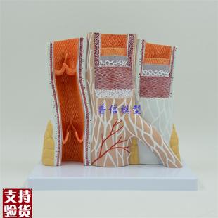 动静脉模型血管k模型动脉静脉模型教医用血管解剖模型