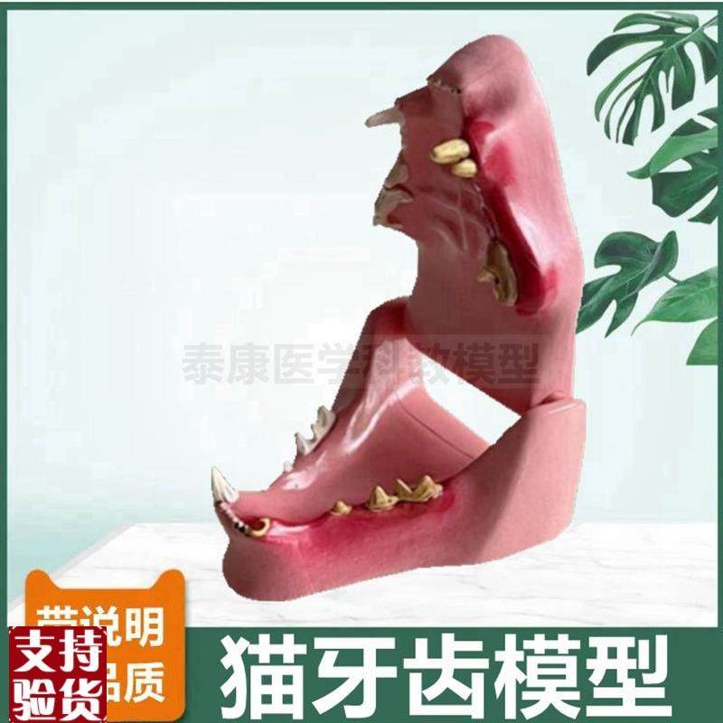 猫牙齿模a型健康病理宠物医生用犬牙齿口腔病理礼品兽医猫犬科礼,玩具/童车/益智/积木/模型,其他模型玩具,淘宝优惠券,粉丝福利购,淘宝优惠卷