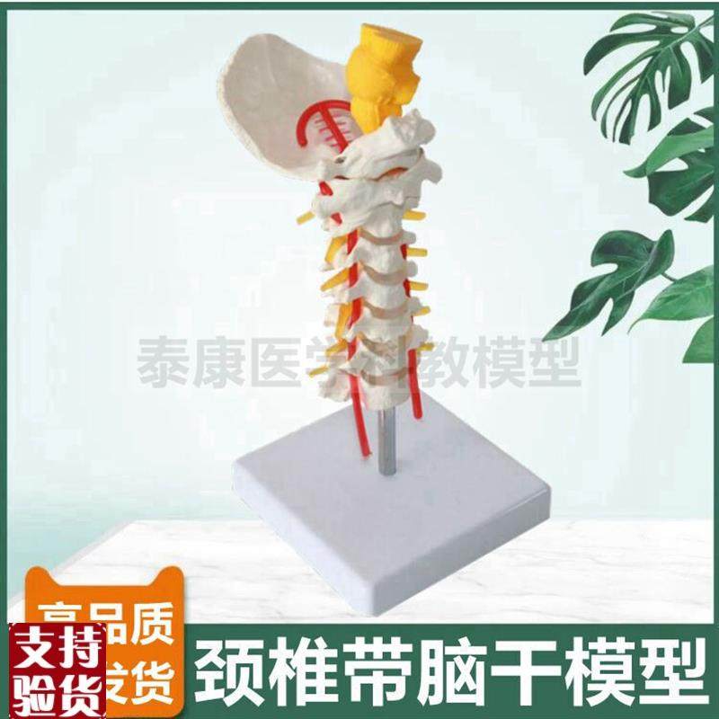 1比1颈椎模型带枕骨脑干仿真颈动脉神经正骨功能演示错Y位侧弯旋
