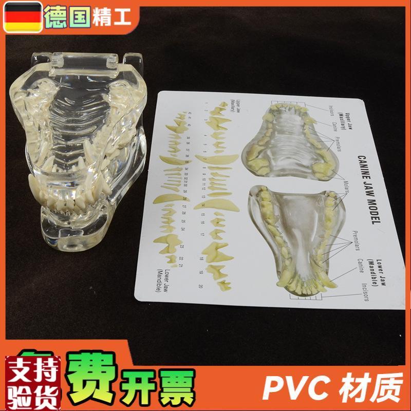 德国兽医b宠物牙齿模型透明狗牙口腔犬牙模教学演示动物仿真牙模