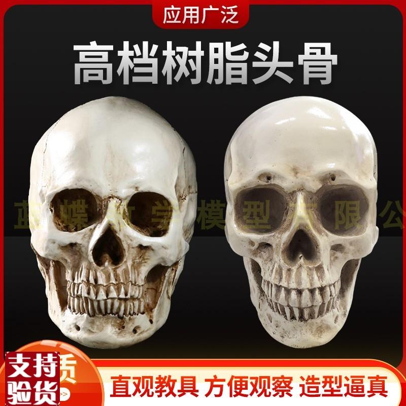 1:1树a脂骷髅头绘画人头骨艺用人体肌肉骨骼解剖头骨模型美术头颅