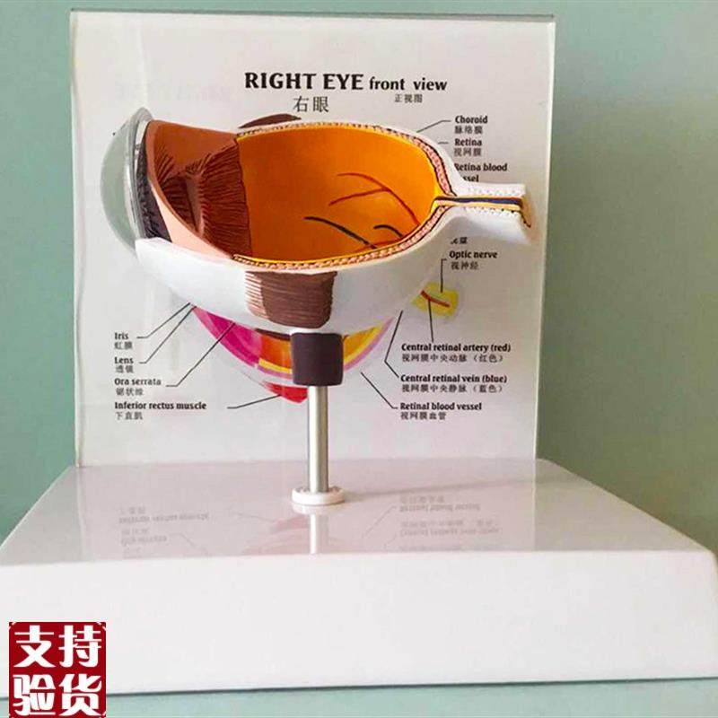眼睛模型晶片虹膜器官解剖人体教学教仪医用医学X教学教具包邮