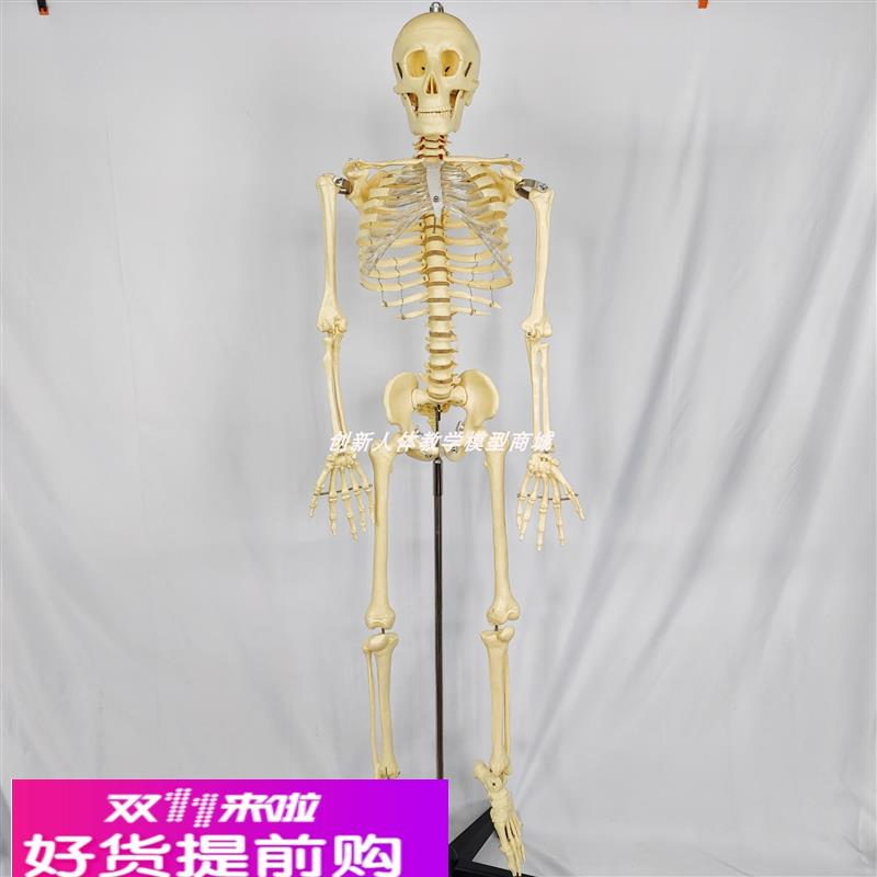 130CM人体骨骼骨架标本模型带脊椎神经可拆卸可活动 医用教学教具