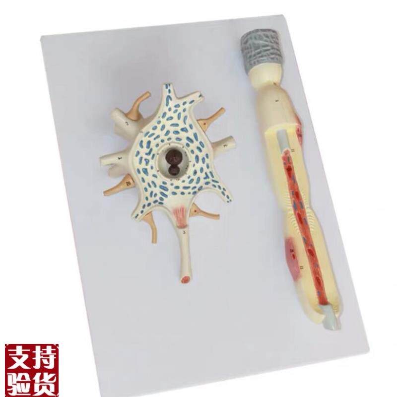 人体自主神经元胞体和神经纤维结构放H大解剖模型医用大脑解神经