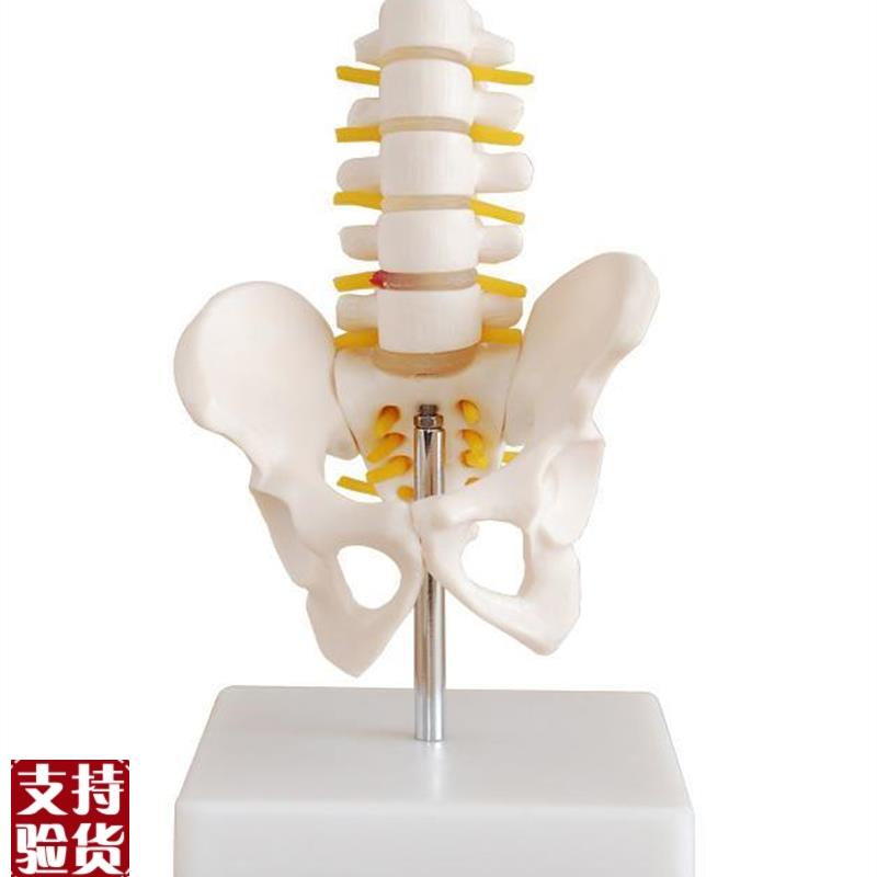 小型骨盆带五节腰椎模型x人体盆骨骨骼解剖标本教学模具