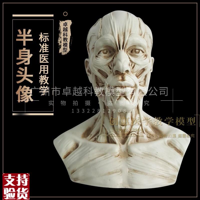 树脂骷髅头绘画半身像人头骨y艺用人体肌肉骨骼解剖结构模型美术
