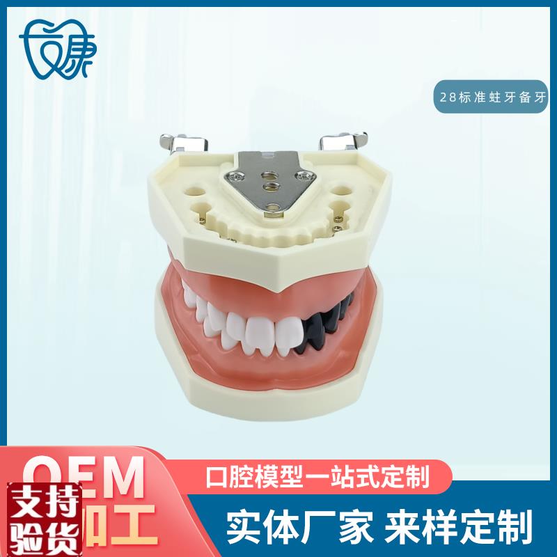 牙科全口可拆卸备牙模型软牙龈模型练习牙齿模型X送螺丝螺丝刀