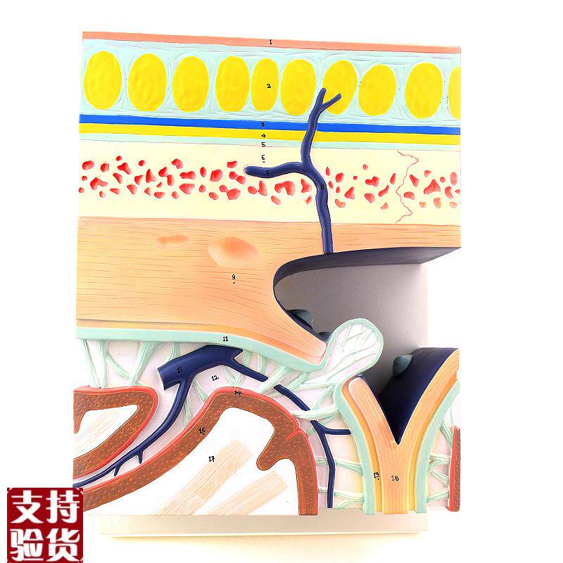 ENOVO颐诺颅底模型人体头颅骨模型硬脑膜窦头R皮层次解剖结构头皮