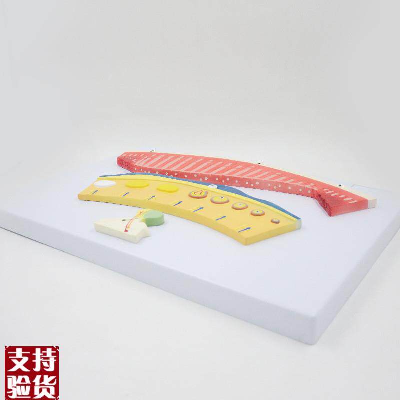 月经周期模型f子宫内膜变化女性生殖妇科医用教学下丘脑垂体卵巢