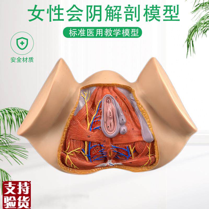 女性会阴模型会阴解剖模型妇科解剖模型女性T生殖器官解剖模型