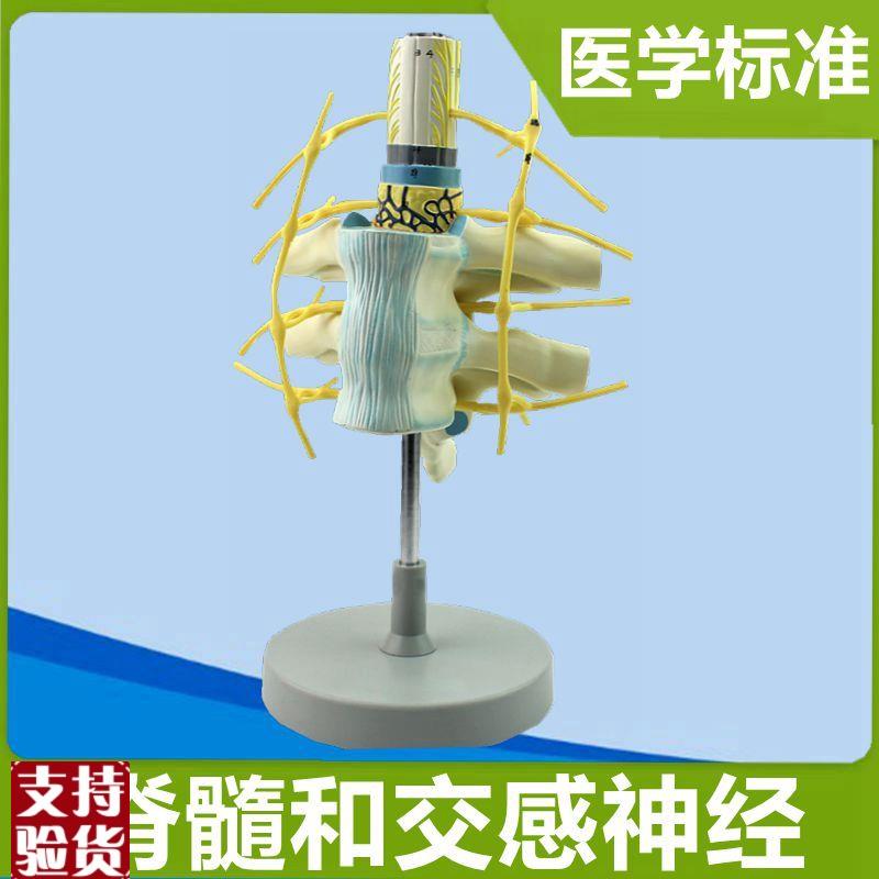 交感神经模型胸段脊髓周围神经颈椎管脊I髓解剖脊神经分布医用仿
