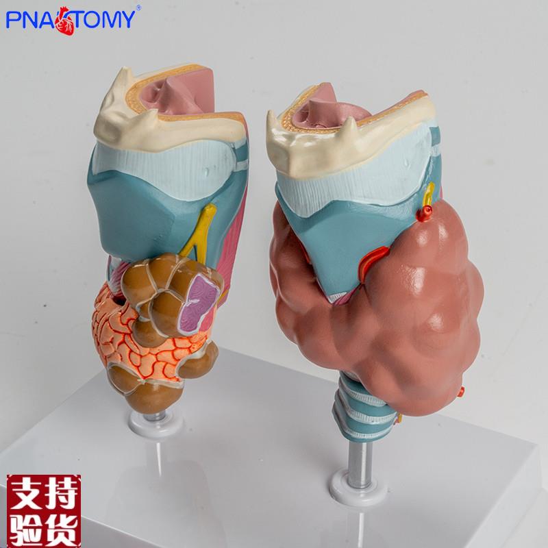 人体喉部解剖模型肌肉软骨组织结构M鼓膜咽鼓管喉腔声带