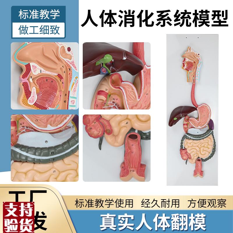 人体消化系统模型消化道胃冠状剖面鼻咽P喉大小肠胃解剖模型