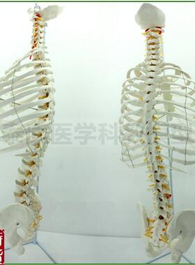 1比1胸骨模型胸腔肋骨脊s椎神经半身骨骼医用人体脊柱骨盆韧带上