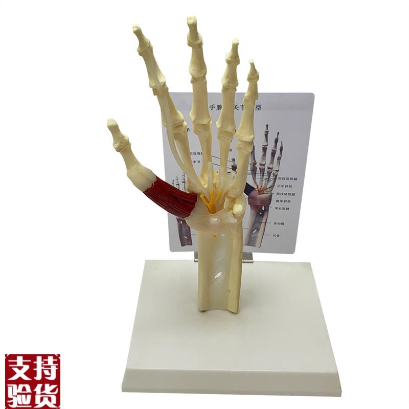 自然活动大手关节k带肌键韧带神经模型骷髅骨骼人骨人体掌骨教具