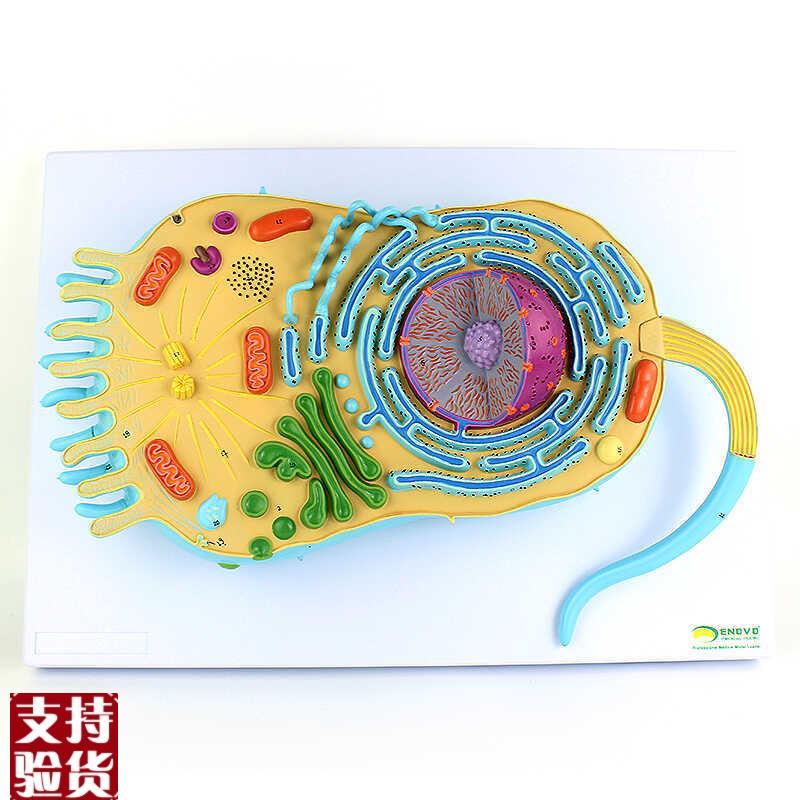 ENOVO颐诺真核生物细胞x结构模型真核生物细胞生物学医学遗传