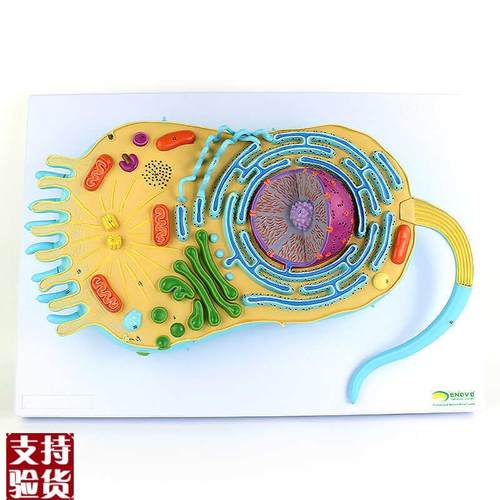 ENOVO颐诺真核生物细胞x结构模型真核生物细胞生物学医学遗传