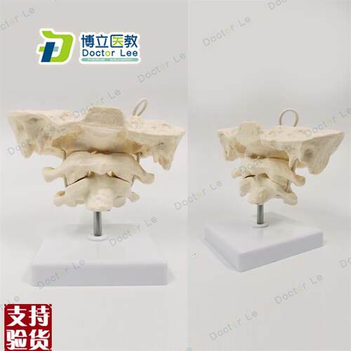 后枕骨颈a椎带颈动脉椎间盘与神经教学模型腰椎骨骼架模型
