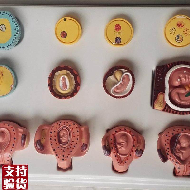 人体妊娠胚胎儿发育过程模型受精卵H子宫组织胚胎模型教学讲解