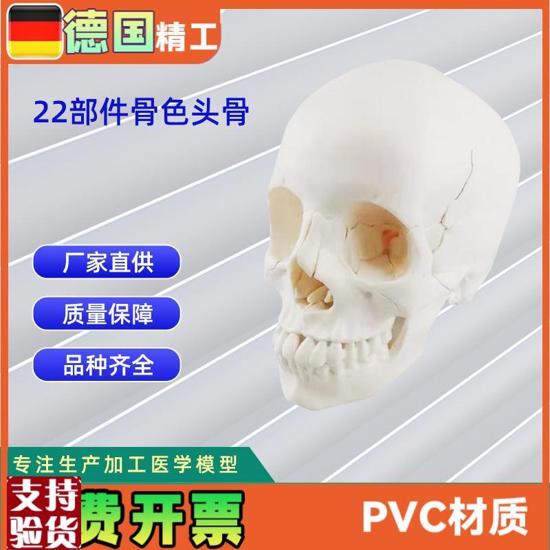 22部件骨色头骨可拆分p模型人体骨骼模型教学模型26*17*22CM