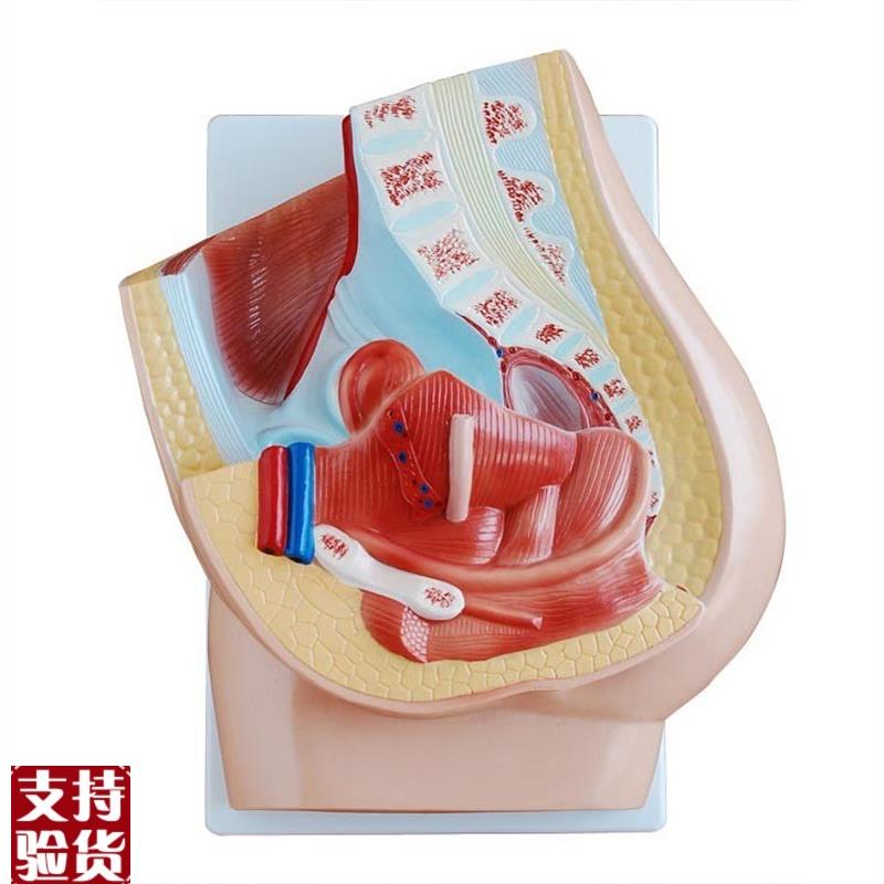 女性盆腔正c中矢状解剖(2件),解剖模型,正中矢状解剖盆腔结构模具