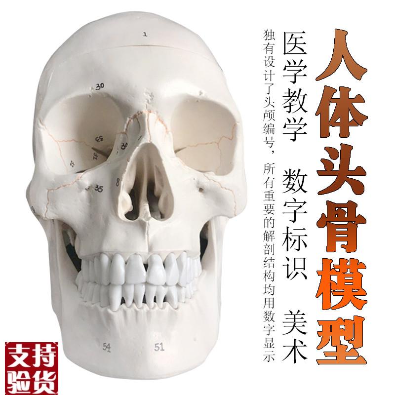 头骨骷髅人体h骨骼脊柱模型摆件美术静物绘画手办玩具骨骼模型