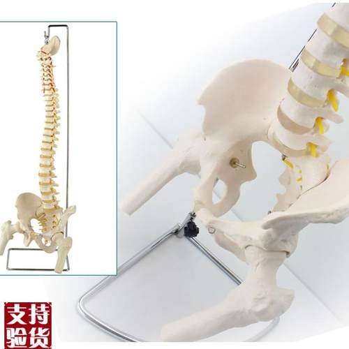 ENOVO颐诺人体脊柱模型骨盆腿骨脊椎I腰椎骨盆正骨整骨盲人按摩教
