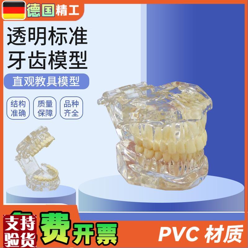 德国PNT-OR14透明标准牙齿模型牙齿模型口腔P教学模型28颗牙科模