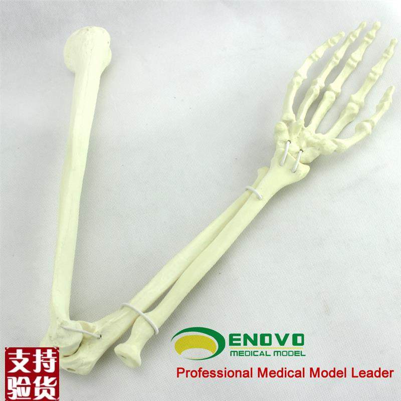 ENOVO颐诺骨科手术摸拟上肢仿真骨模型人工Q皮质骨松质骨骨科钉,文具电教/文化用品/商务用品,教学标本/模型,淘宝优惠券,粉丝福利购,淘宝优惠卷