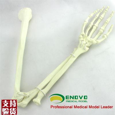 ENOVO颐诺骨科手术摸拟上肢仿真骨模型人工Q皮质骨松质骨骨科钉