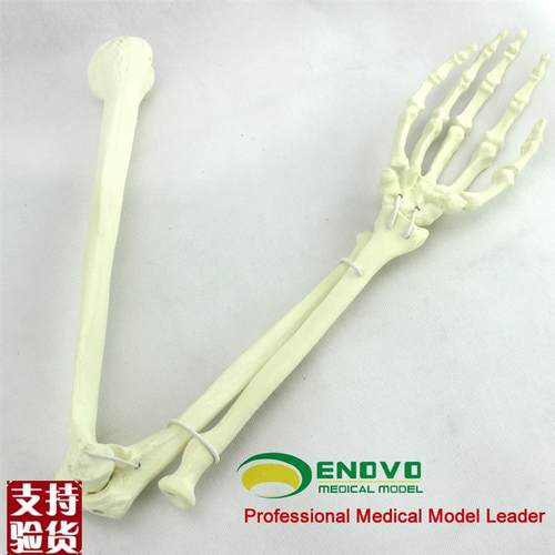 ENOVO颐诺骨科手术摸拟上肢仿真骨模型人工Q皮质骨松质骨骨科钉