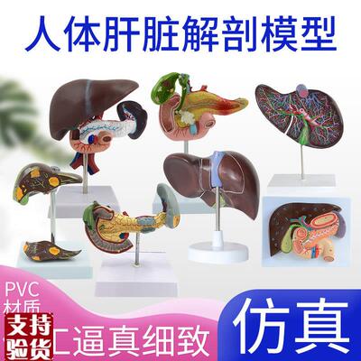 正品仿真人体肝j脏模型肝解剖肝胆胰脾十二指肠浮雕病变肝胆胰模