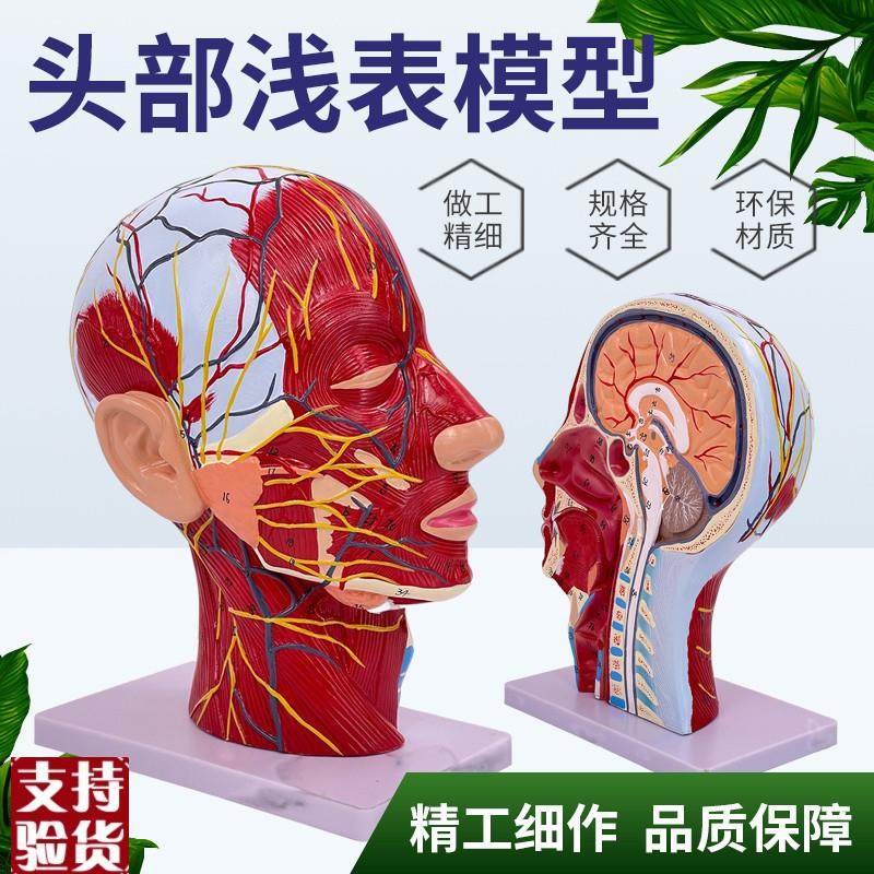 人体头骨带肌h肉神经血管模型型美容面部神经微整形医学解剖
