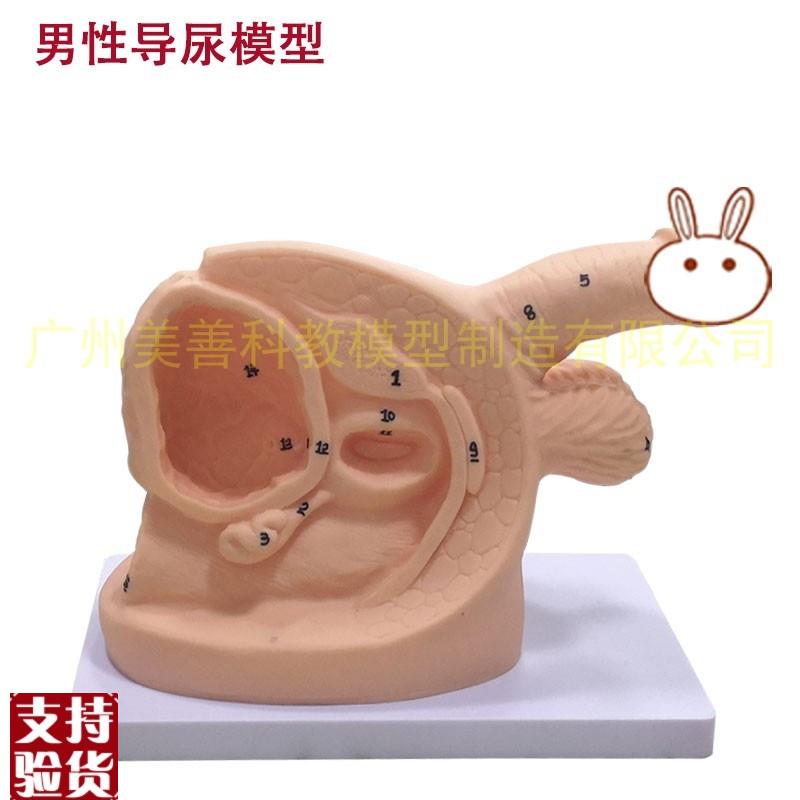 男性内外生殖解剖模型及u导尿模具医学用人体导尿插管模型教具