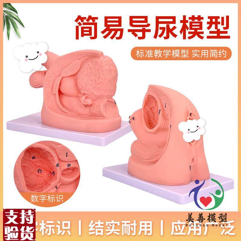 男性内外生殖器解剖及男性导尿模型男性M泌尿系统生殖系统模型