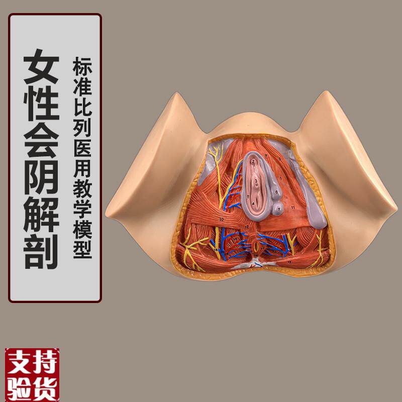 女性会阴模型会阴解剖模t型妇科解剖模型女性生殖器官解剖模型