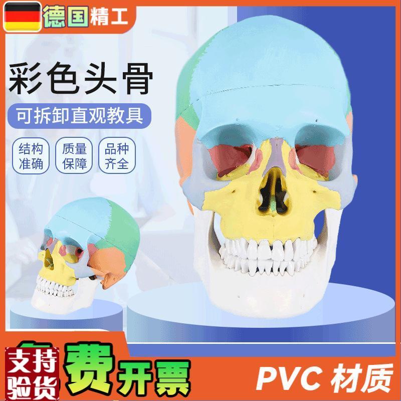德国标准头骨教i学模型头颅骨标本模型美术艺用彩色头颅头骨骷髅